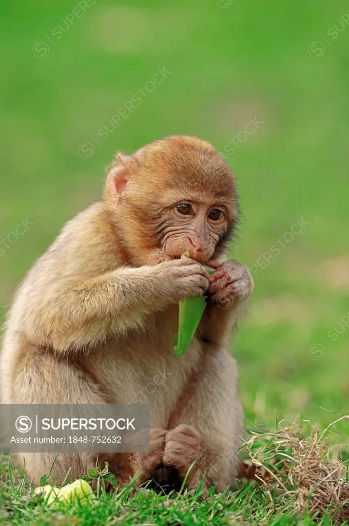 Barbary Macaque (Macaca sylvanus, Macaca sylvana), juvenile, native to Morocco, Algeria and Gibraltar, in captivity, North Rhine-Westphalia, Germany, ...