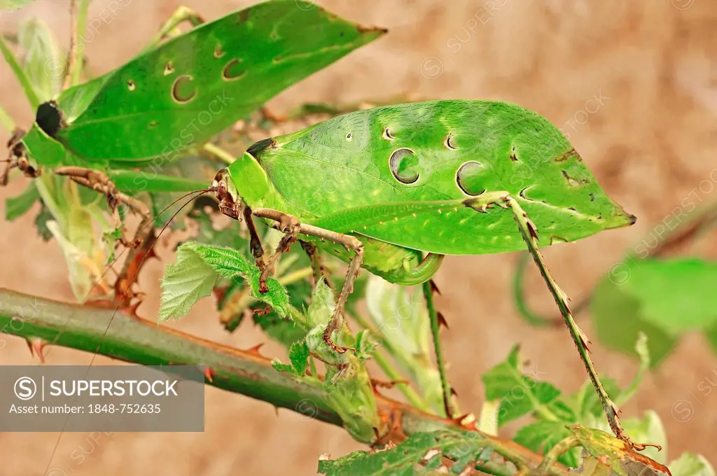 Bush Katydid or Malaysian Leaf Katydid (Ancylecha fenestrata), native to Malaysia, in captivity, Bergkamen, North Rhine-Westphalia, Germany, Europe