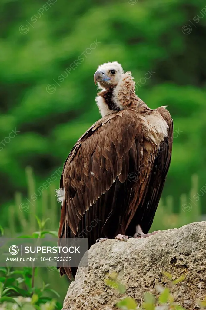 Cinereous Vulture, Monk Vulture or Eurasian Black Vulture (Aegypius monachus), Spain, Europe