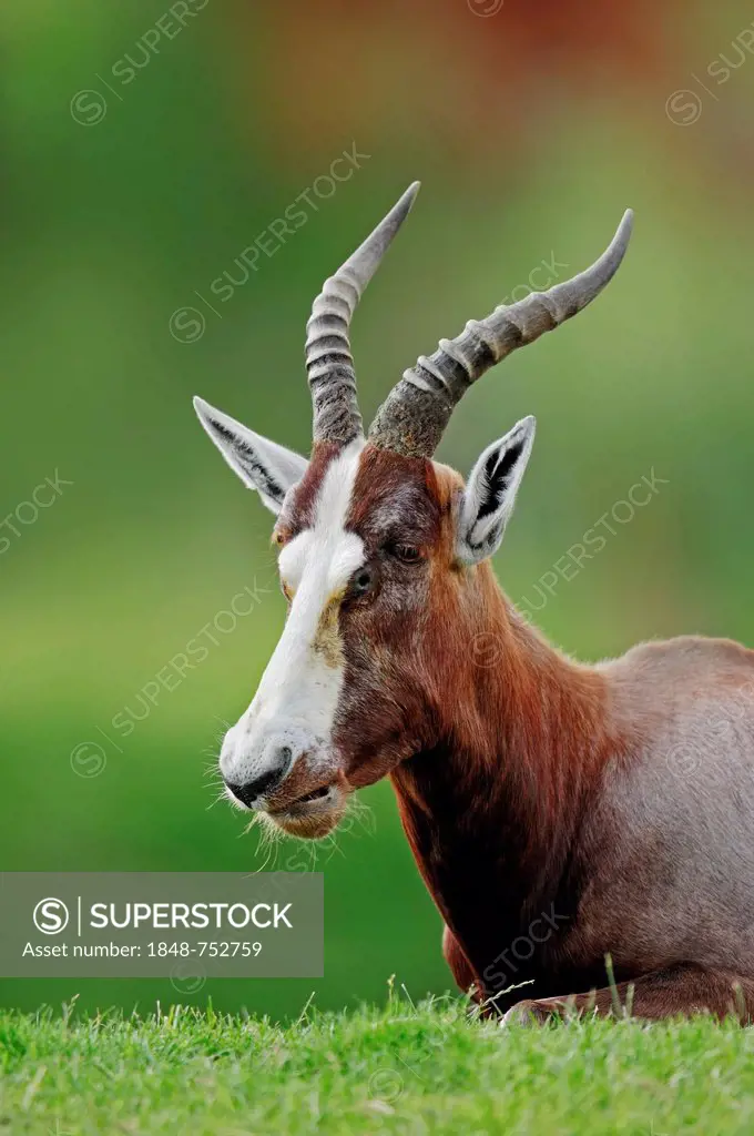 Blesbok or Blesbuck (Damaliscus dorcas phillipsi), male, native to Africa, in captivity, Germany, Europe