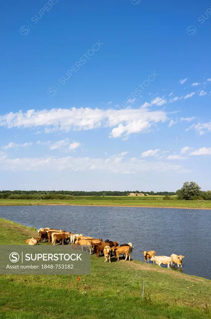 Cattle beside a lake, Elbdeichvorland nature reserve near Boizenburg Elbe, Mecklenburg-Western Pomerania, Germany, Europe