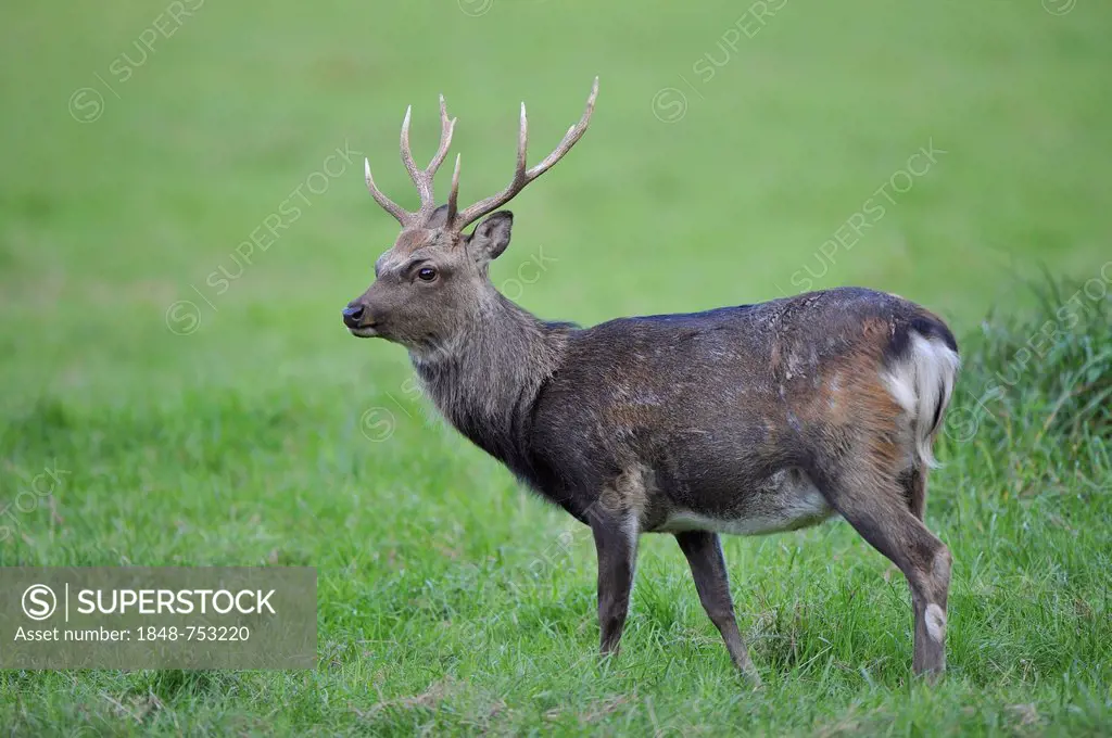 Sika Deer (Cervus nippon), deer park, Bavaria, Germany, Europe