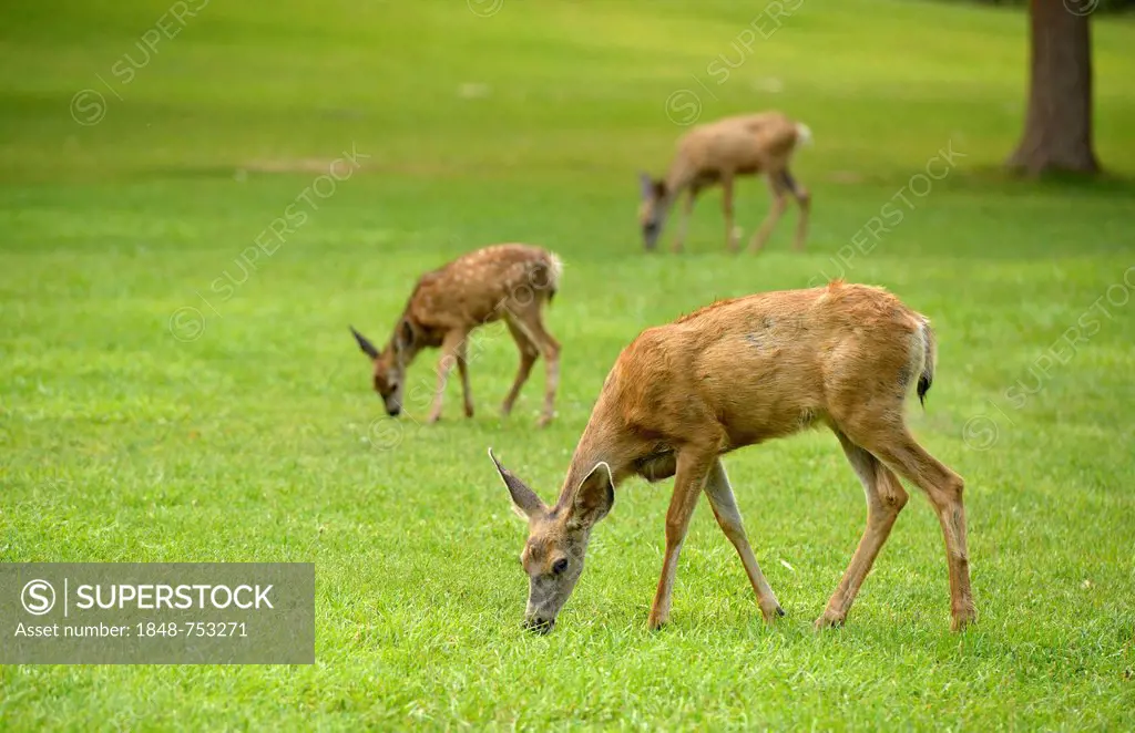 Mule Deer or Black-tailed Deer (Odocoileus hemionus), with fawn, Capitol Reef National Park, Utah, Southwest, United States of America, USA