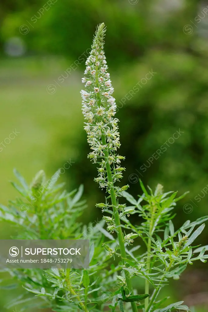 White Mignonette (Reseda alba), ornamental plant, native to the Mediterranean area and the Arabian Peninsula, Botanical Gardens, Thuringia, Germany, E...