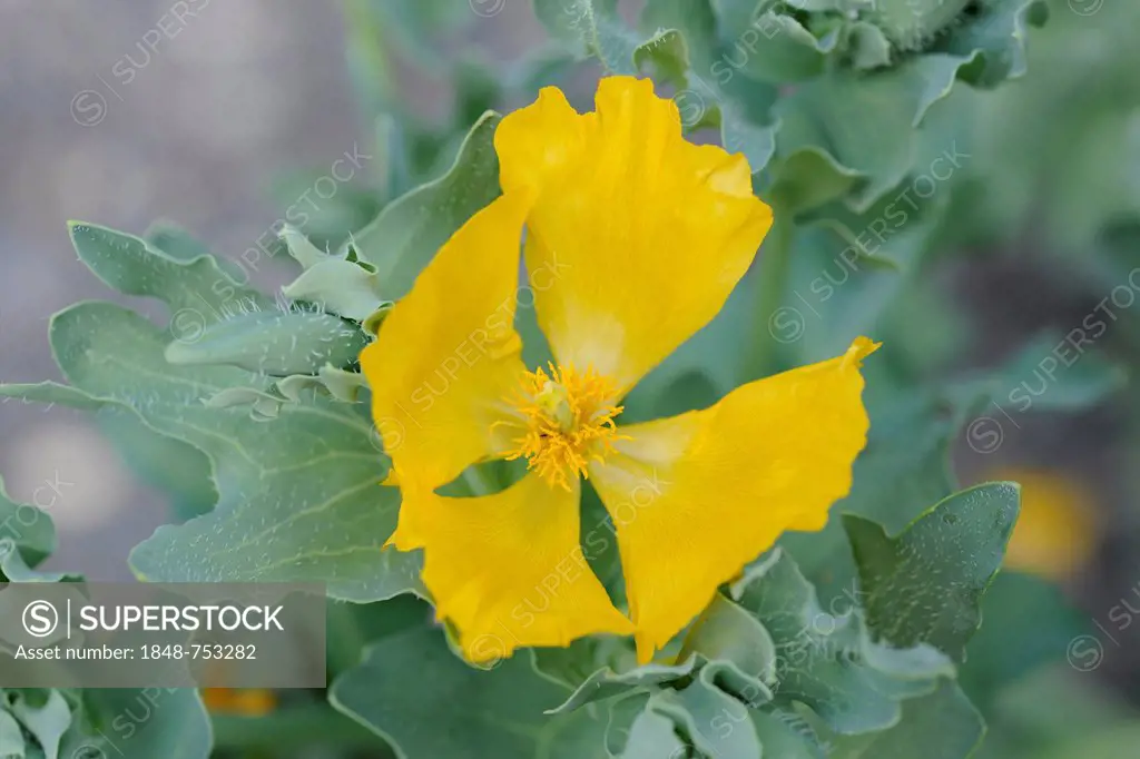 Yellow Hornpoppy or Yellow Horned Poppy (Glaucium flavum Crantz, Chelidonium glaucium L.), toxic plant, native to Europe and West Asia, Botanical Gard...