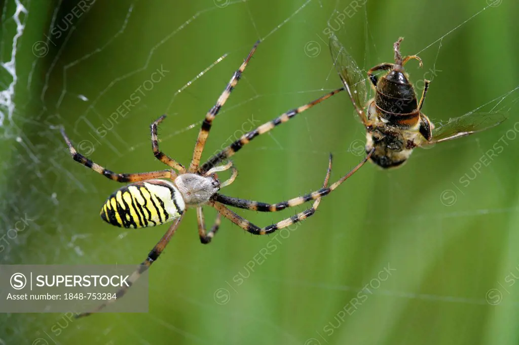 Wasp Spider (Argiope bruennichi) with a captured insect, Lower Saxony, Germany, Europe