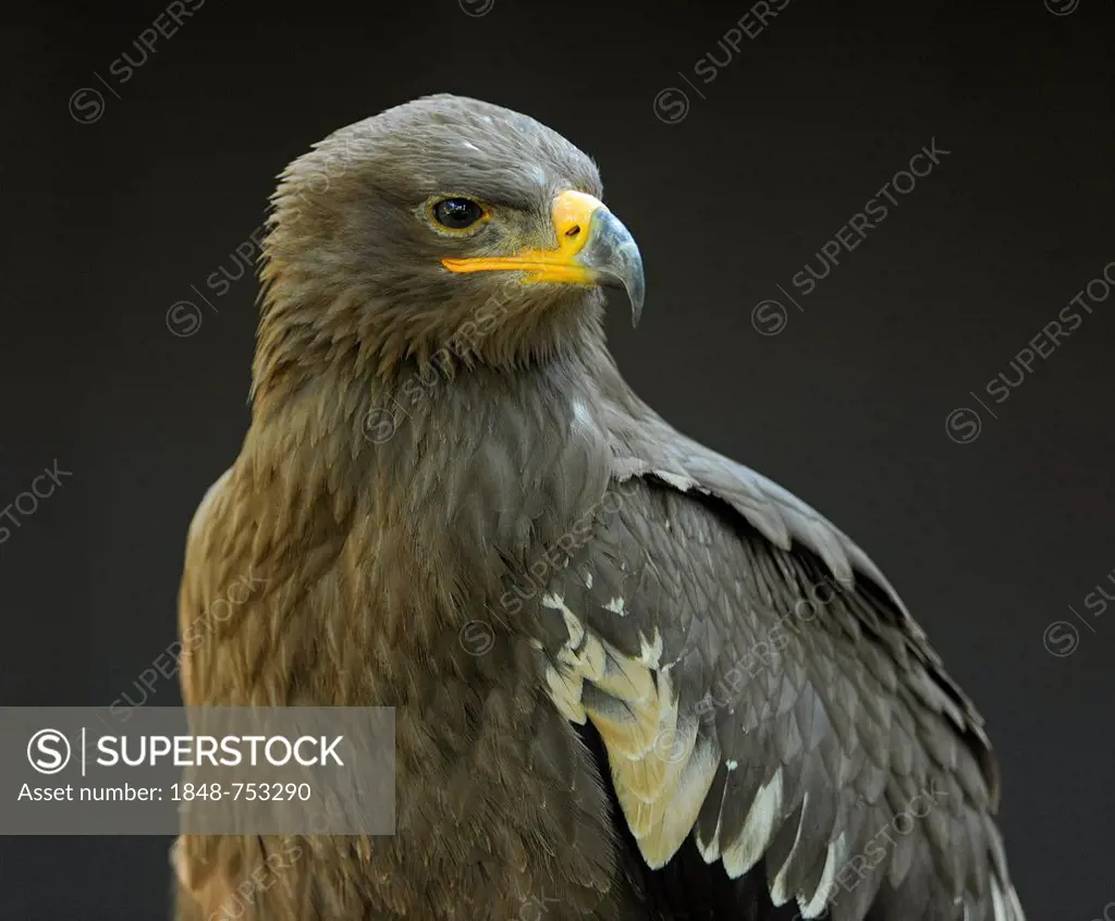 Tawny Eagle (Aquila rapax), native to Africa and South Asia, game reserve, Bavaria, Germany, Europe