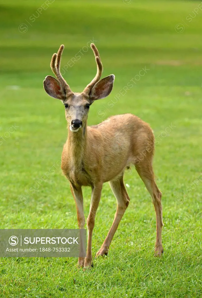 Mule Deer or Black-tailed Deer (Odocoileus hemionus), buck, Capitol Reef National Park, Utah, Southwest, United States of America, USA