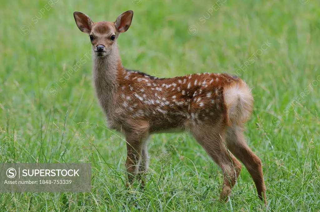 Sika Deer (Cervus nippon), fawn, deer park, Bavaria, Germany, Europe