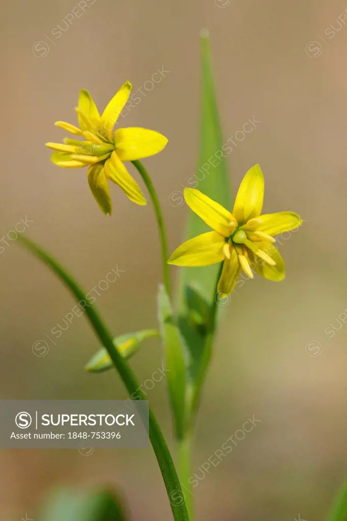 Yellow Star-of-Bethlehem (Gagea lutea), UNESCO World Natural Heritage Site, Hainich National Park, in Eisenach, Thuringia, Germany, Europe