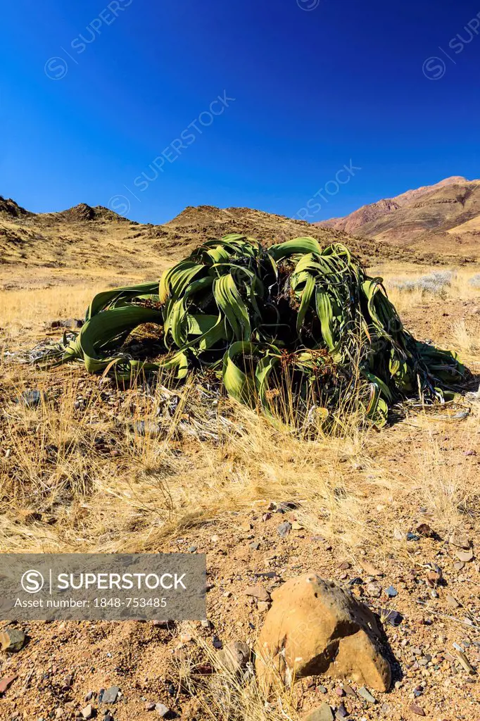 Welwitschia (Welwitschia mirabilis), near Brandberg mountain, Damaraland, Namibia, Africa