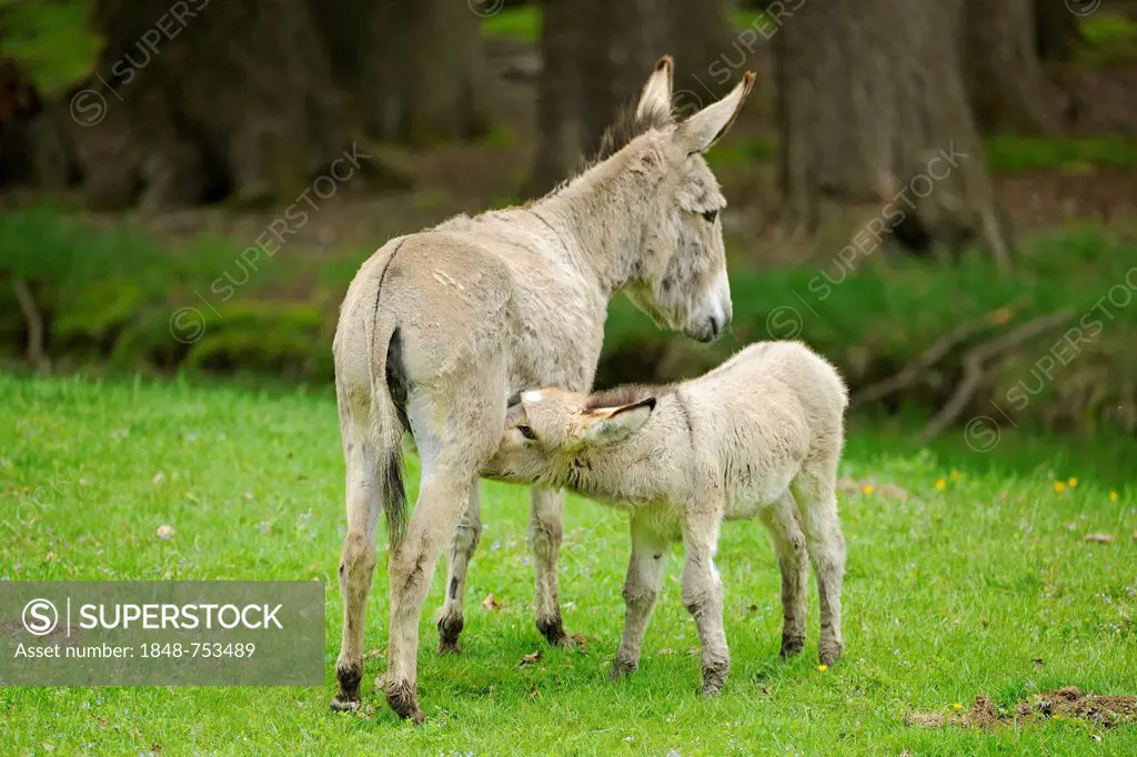 Donkey or Ass (Equus asinus asinus), mare suckling a foal, state game reserve, Lower Saxony, Germany, Europe