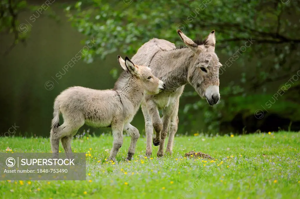 Donkey or Ass (Equus asinus asinus), mare with a foal, state game reserve, Lower Saxony, Germany, Europe