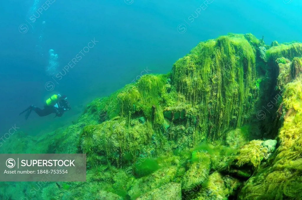 Green algae (Chlorophyta), diver, Lake Baikal, Siberia, Russian Federation, Eurasia