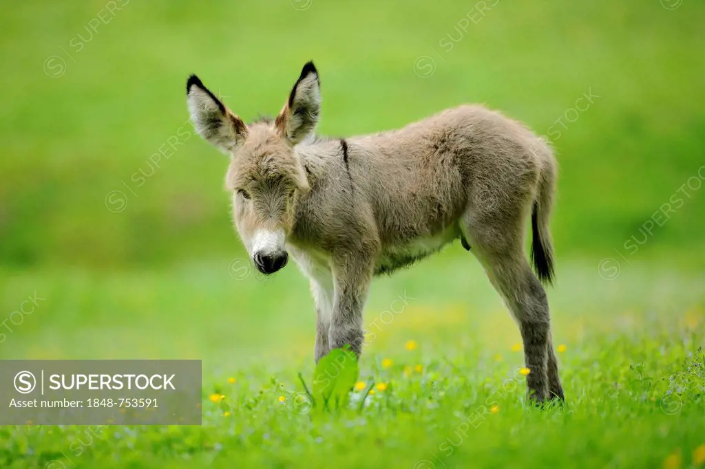 Donkey or Ass (Equus asinus asinus), juvenile, foal, state game reserve, Lower Saxony, Germany, Europe