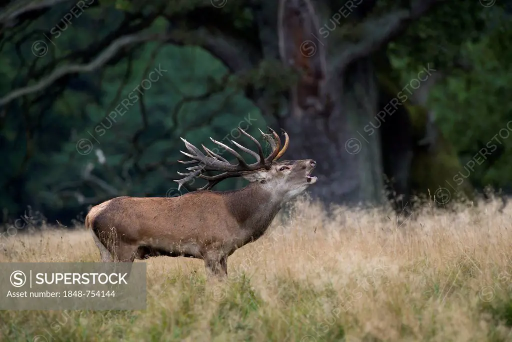 Red deer (Cervus elaphus), stag belling, Denmark, Europe
