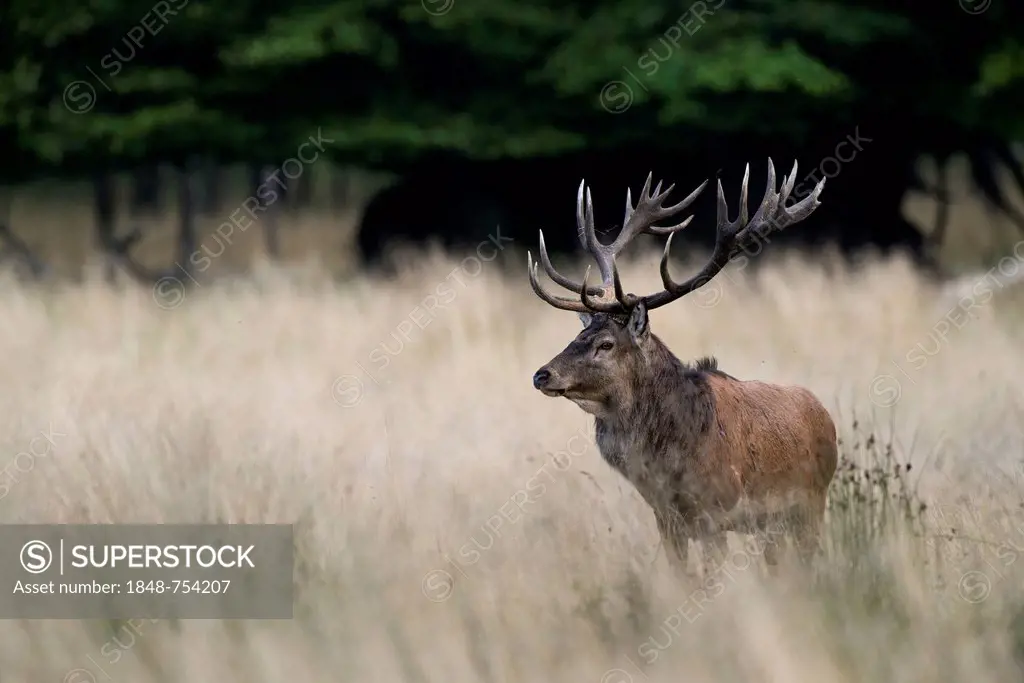 Red deer (Cervus elaphus), stag, Denmark, Europe