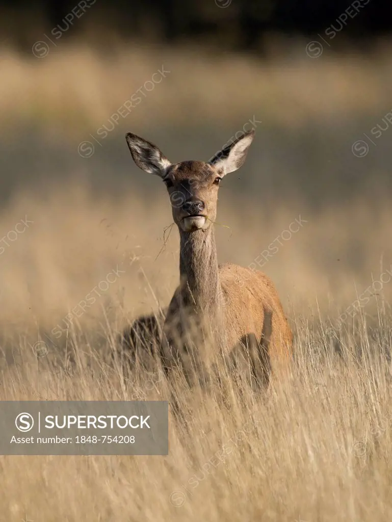 Red deer (Cervus elaphus), hind, Denmark, Europe