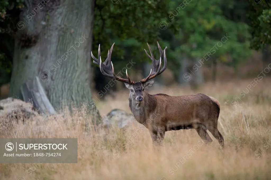 Red Deer (Cervus elaphus), Denmark, Europe