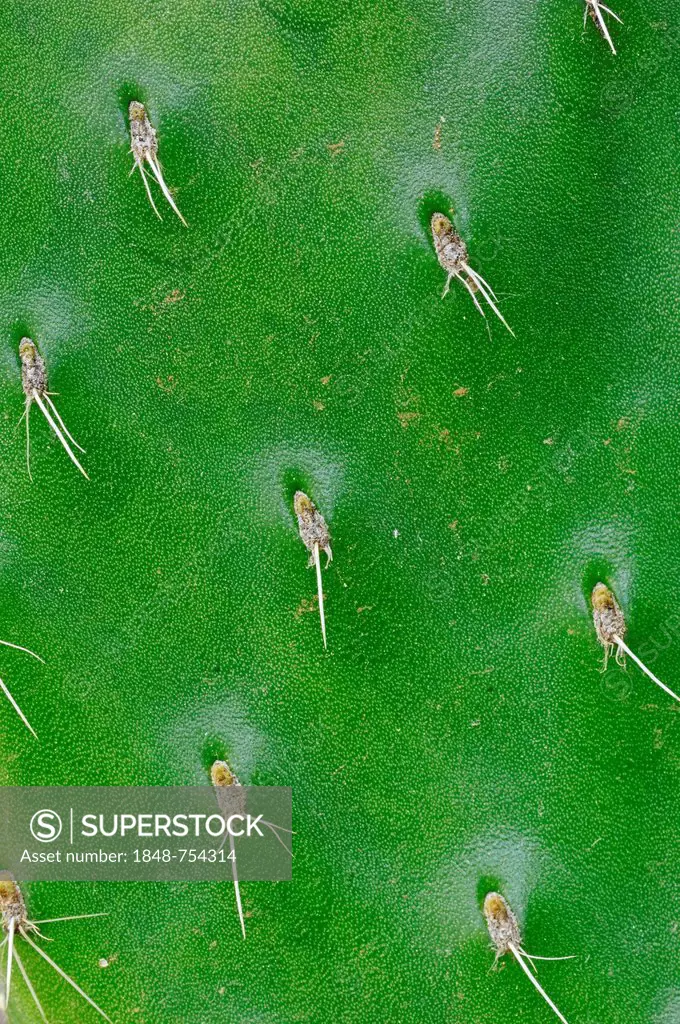 Indian Fig Opuntia, Barbary Fig or Prickly Pear (Opuntia ficus-indica), leaf detail