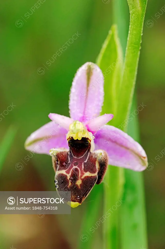 False Woodcock Bee-orchid or Woodcock Orchid (Ophrys linearis, Ophrys pseudoscolopax), Provence, Southern France, France, Europe