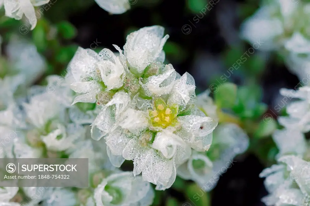 Silver Nailroot or Silvery Whitlow Wort (Paronychia argentea), Provence, Southern France, France, Europe