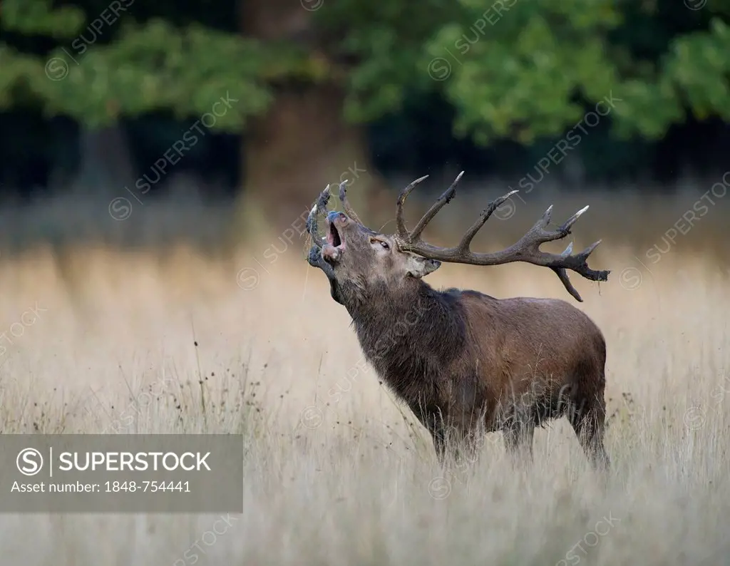 Red deer (Cervus elaphus), roaring, Denmark, Europe