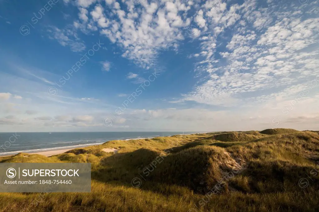 Early morning mood in the dunes landscape, Henne Beach, West Jutland, Denmark, Europe