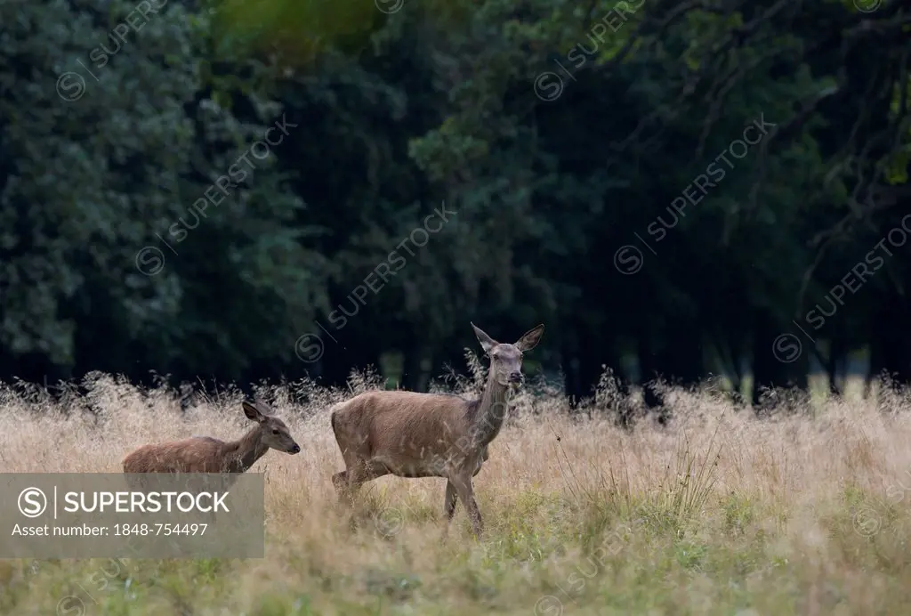 Red deer (Cervus elaphus), Denmark, Europe