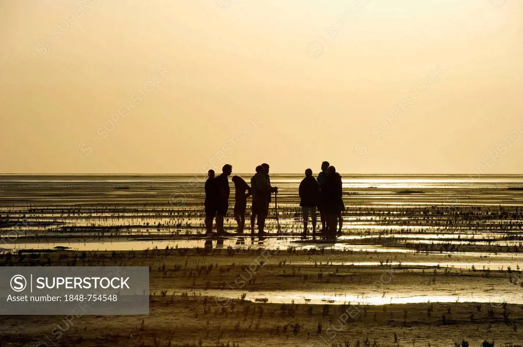Mudflat hikers at sunset, Westerhever, Eiderstedt, North Frisia, Schleswig-Holstein, Germany, Europe