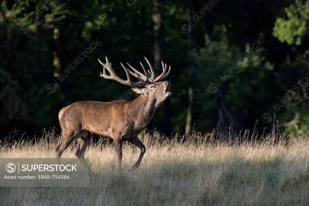 Red Deer (Cervus elaphus), belling, Denmark, Europe