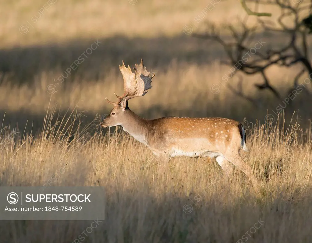 Fallow Deer (Dama dama), Denmark, Europe