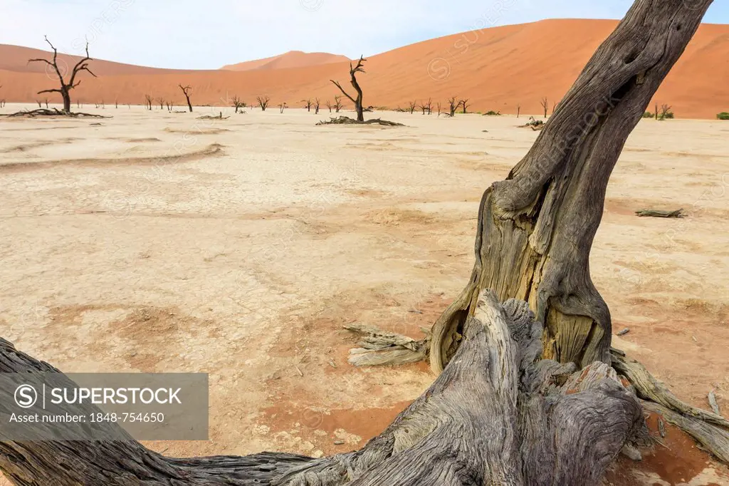 Dead trees and dry soil in Deadvlei, Sossusvlei, Namib Desert, Namib Naukluft Park, Namibia, Africa