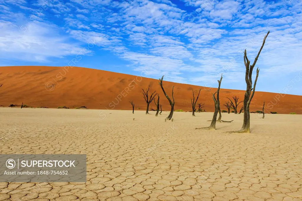 Dead trees and dry soil in Deadvlei, Sossusvlei, Namib Desert, Namib Naukluft Park, Namibia, Africa