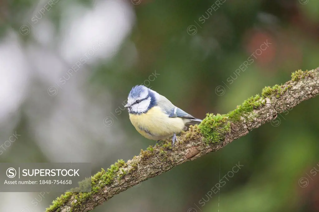 Blue Tit (Parus caeruleus), Limburg an der Lahn, Hesse, Germany, Europe