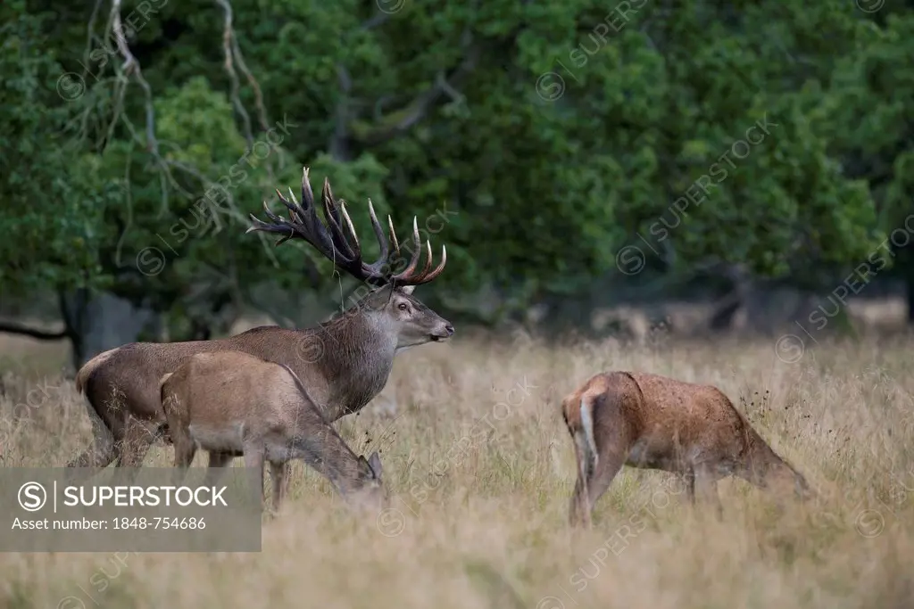 Red Deer (Cervus elaphus), Denmark, Europe