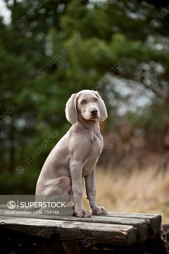 Weimaraner puppy sitting outside on a table