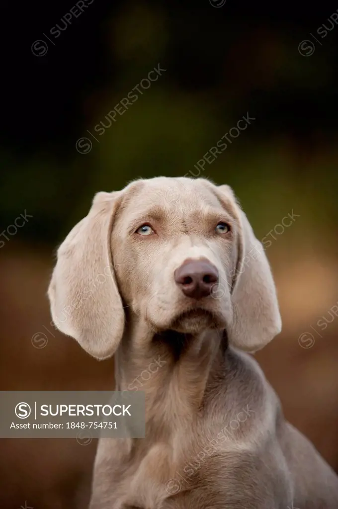 Weimaraner puppy, portrait