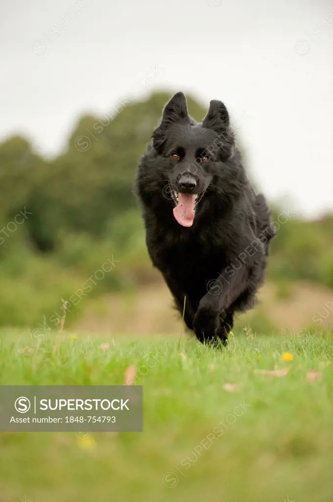 German Shepherd running across a meadow