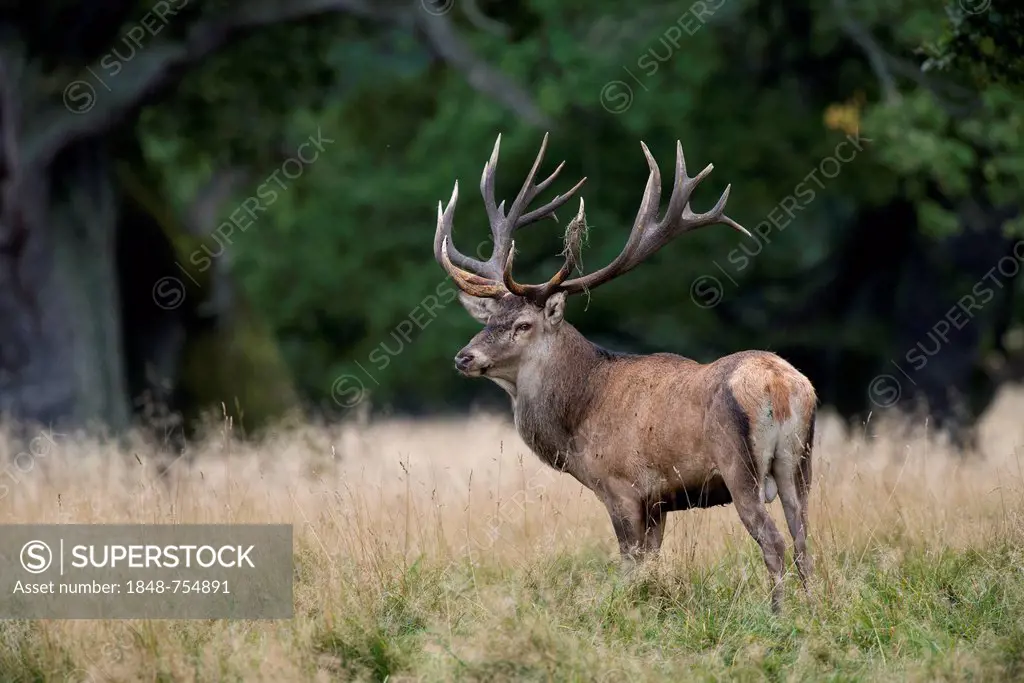 Red deer (Cervus elaphus), stag, Denmark, Europe