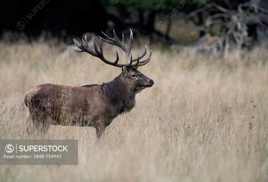 Red deer (Cervus elaphus), stag, Denmark, Europe