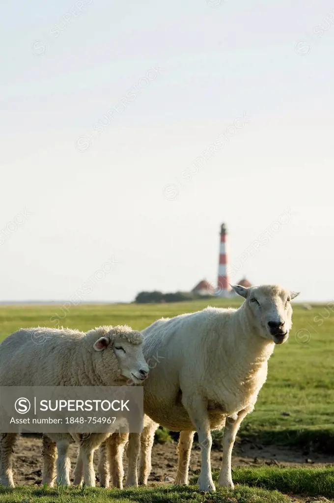 Sheep in front of Westerheversand Lighthouse, Westerhever, Eiderstedt, North Frisia, Schleswig-Holstein, Germany, Europe