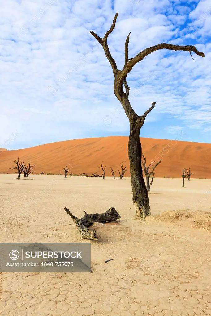 Dead trees and dunes in Deadvlei, Sossusvlei, Namib Desert, Namib Naukluft Park, Namibia, Africa