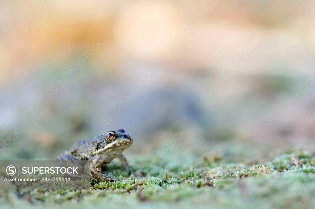 Juvenile Pond Frog (Pelophylax kl. Esculentus, Pelophylax esculentus, Rana esculenta) in a gravel pit near Leipzig, Saxony, Germany, Europe
