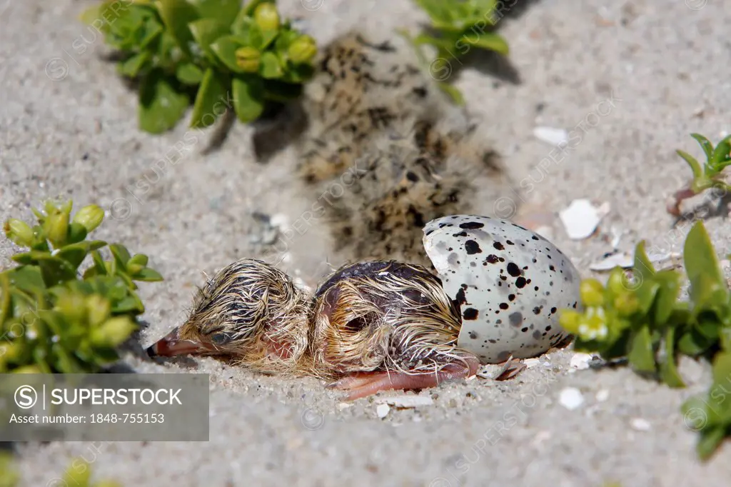 Little Tern (Sternula albifrons), chick hatching, Minsener Oog, East Frisian Islands, Lower Saxony Wadden Sea National Park, Lower Saxony, Germany, Eu...