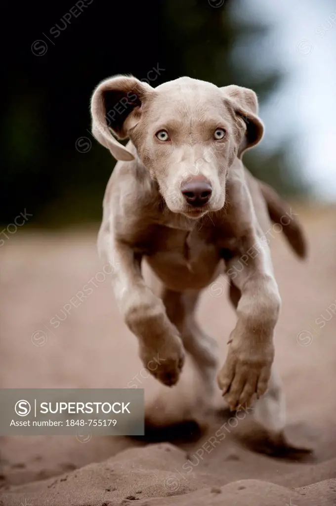 Galloping Weimaraner puppy