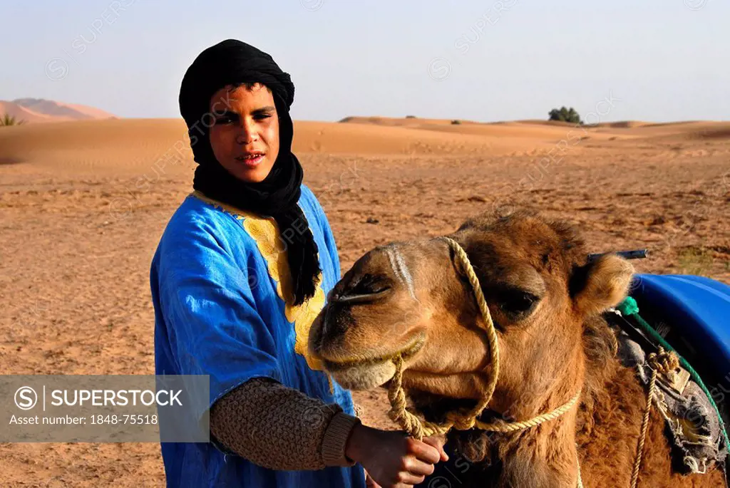 Tuareg boy with camel in the desert Erg Chebbi Merzouga Morocco
