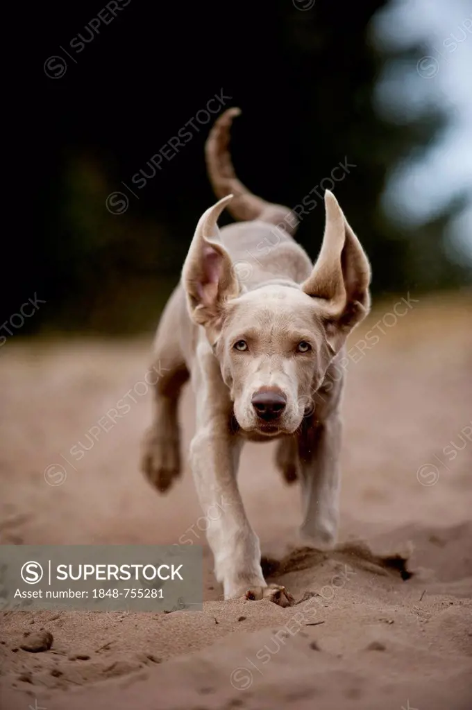 Galloping Weimaraner puppy