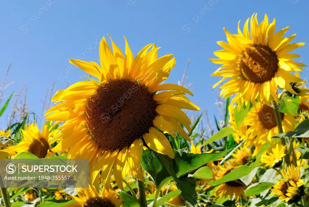 Sunflowers (Helianthus annuus), sunflower field, Schwaebisch Gmuend, Baden-Wuerttemberg, Germany, Europe
