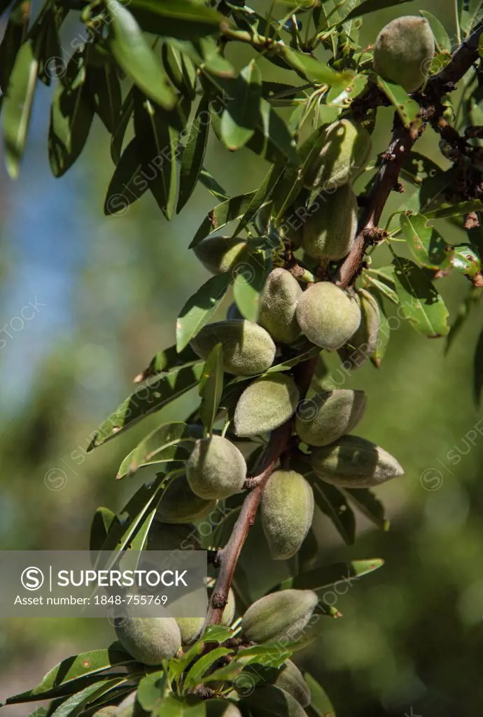 Almonds (Prunus dulcis) growing on a tree, Provence, Provence-Alpes-Cote, France, Europe